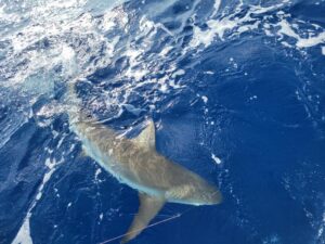 key largo fishing charters